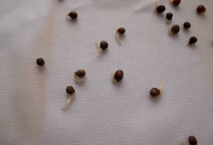 Пророщування капусти Пророщування капусти