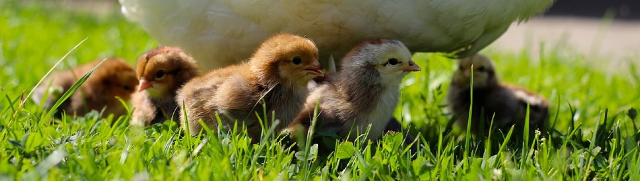 Українським пташникам розкажуть, як боротися з подагрою у курей