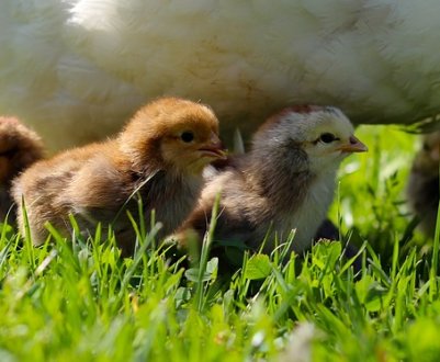 Українським пташникам розкажуть, як боротися з подагрою у курей