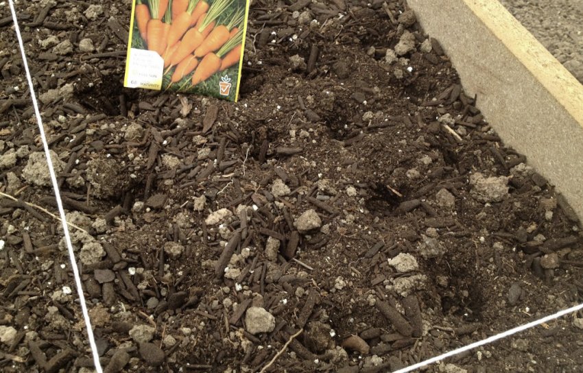Посів моркви в грунт