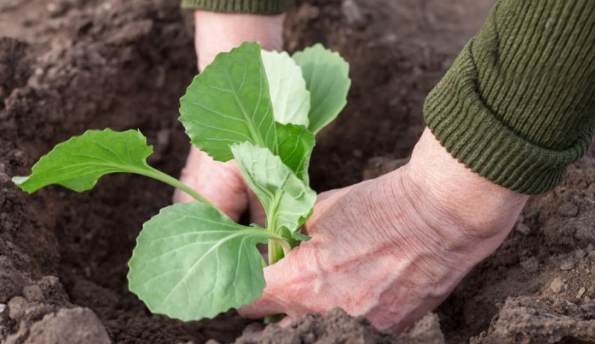 Висадка розсади капусти в грунт Висадка розсади капусти в грунт