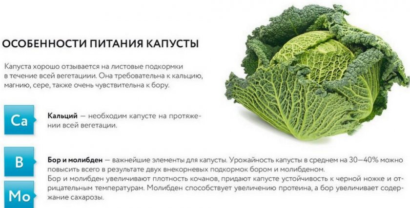 Подкормка капусты Подкормка капусты