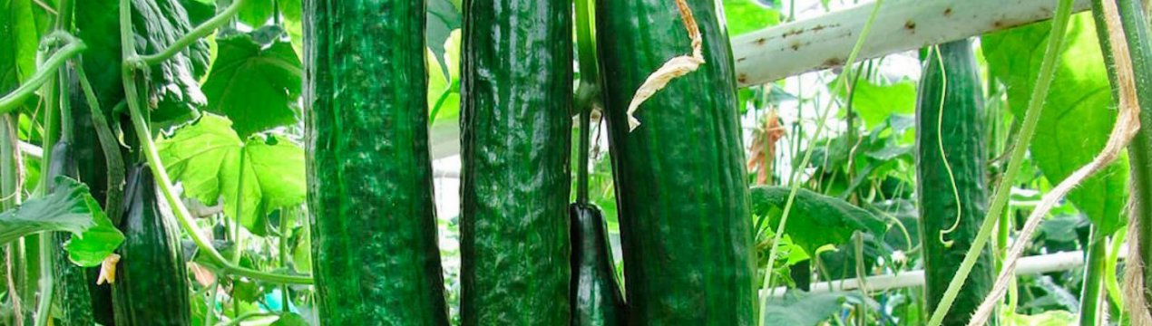 Сорт огірків Китайське диво: опис, характеристика, вирощування і догляд