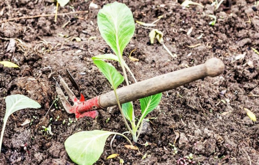 Прополка капусти Прополка капусти