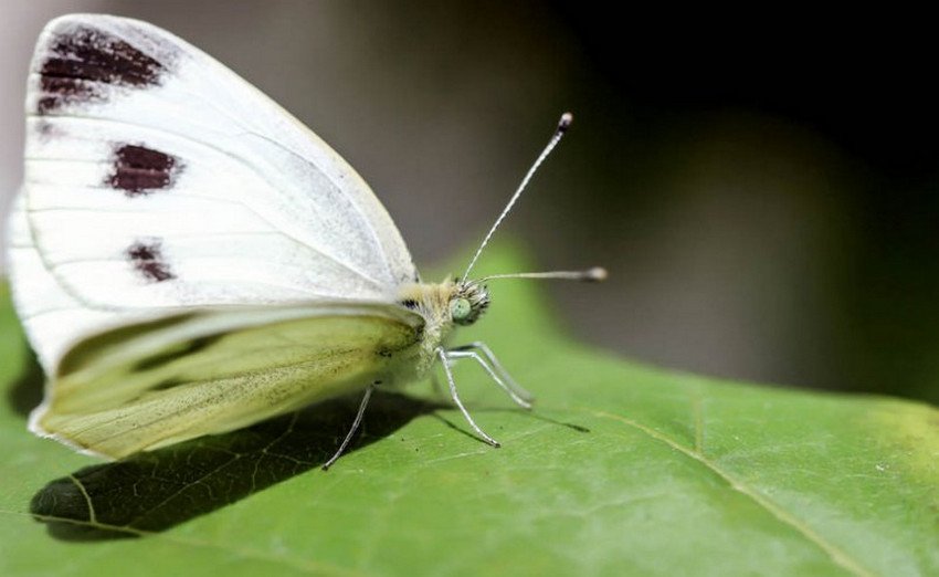 Метелик на капусті Метелик на капусті