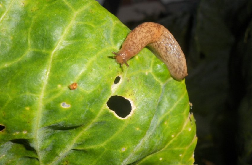 Slug на капусті Slug на капусті