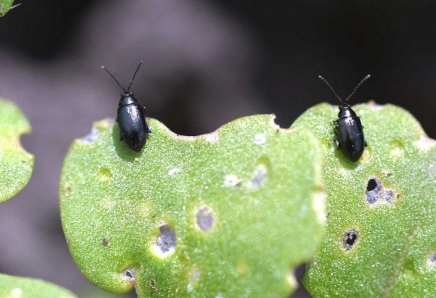 Капустяна блішки Капустяна блішки