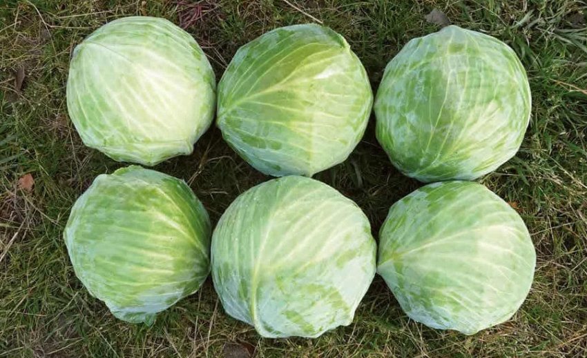 Капуста Завірюха Капуста Завірюха