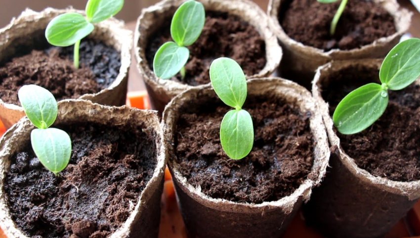 Розсада огірків Розсада огірків