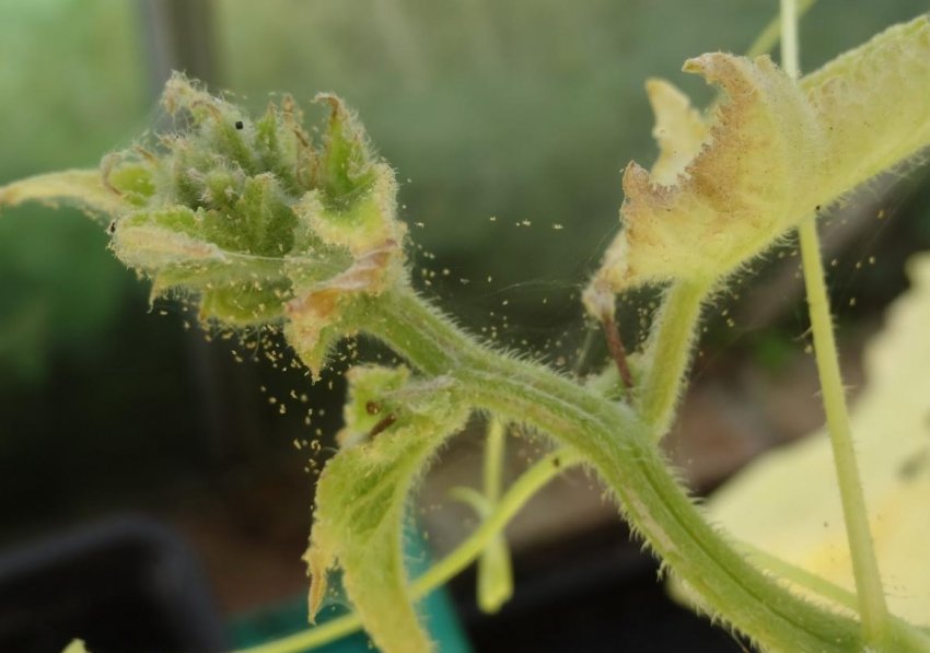 Павутинний кліщ на огірках Павутинний кліщ на огірках