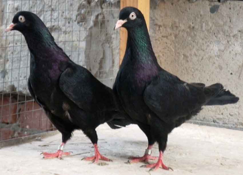 Бакинські бойные голуби Бакинські бойные голуби