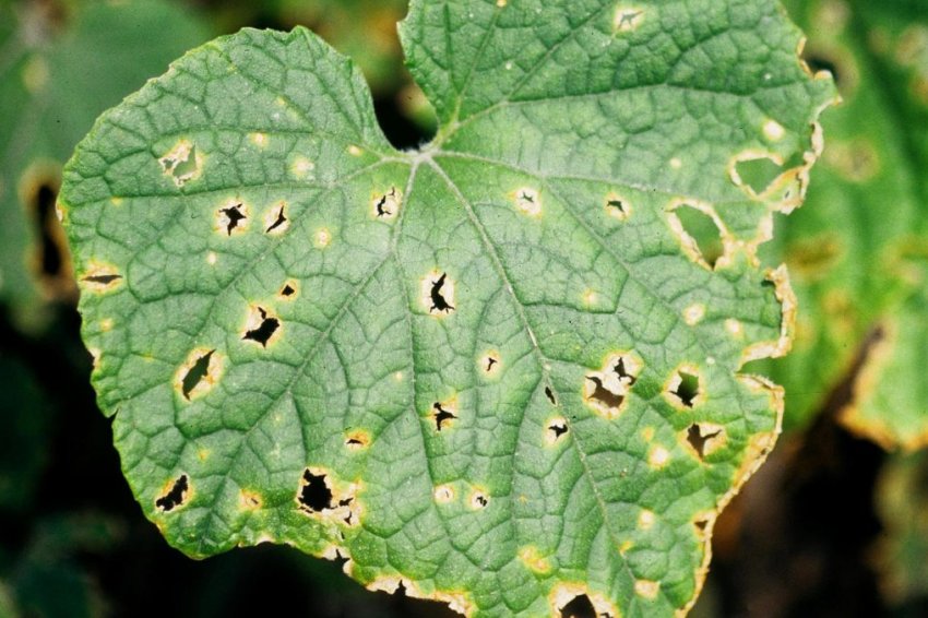 Антракноз огірка Антракноз огірка