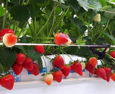 Як вирощувати полуницю взимку?