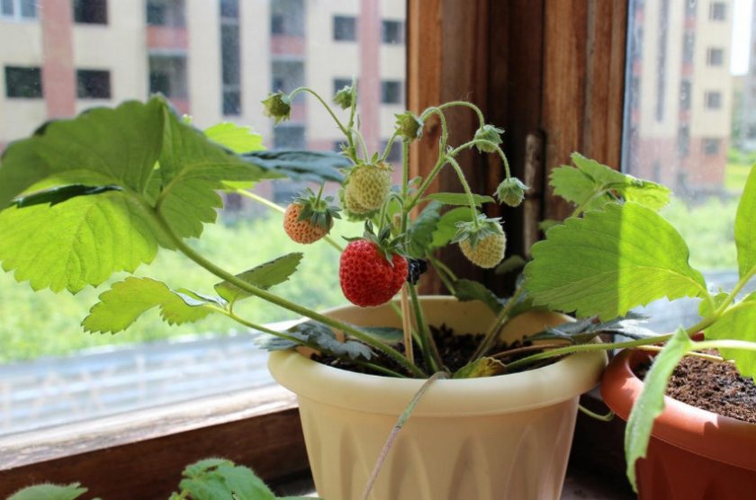 Как выращивать зимой клубнику в домашних условиях?