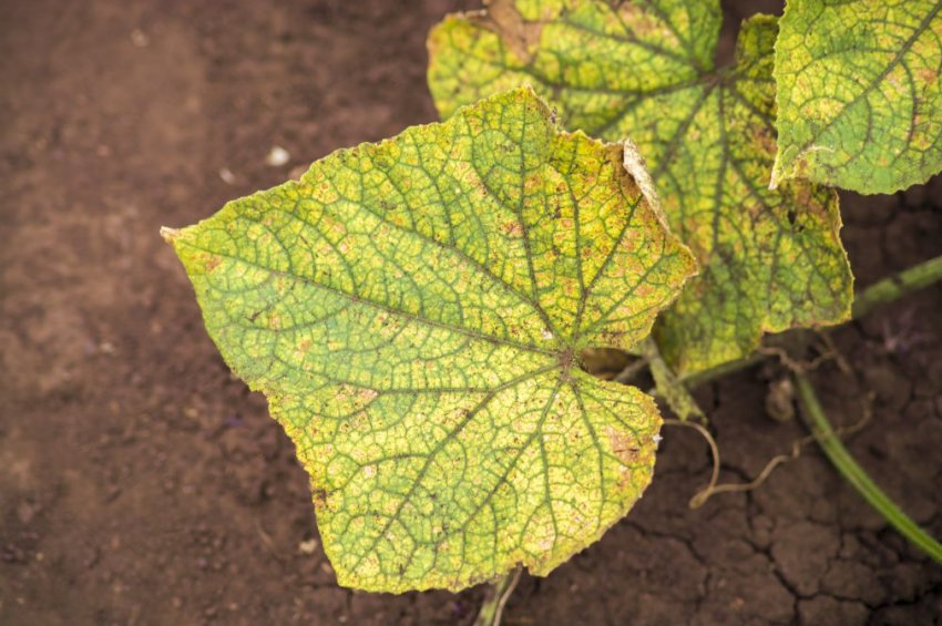 Пероноспороз на огірках Пероноспороз на огірках