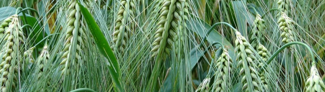 Експорт українського ячменю зменшується