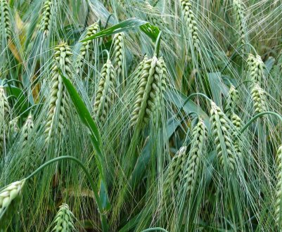 Експорт українського ячменю зменшується