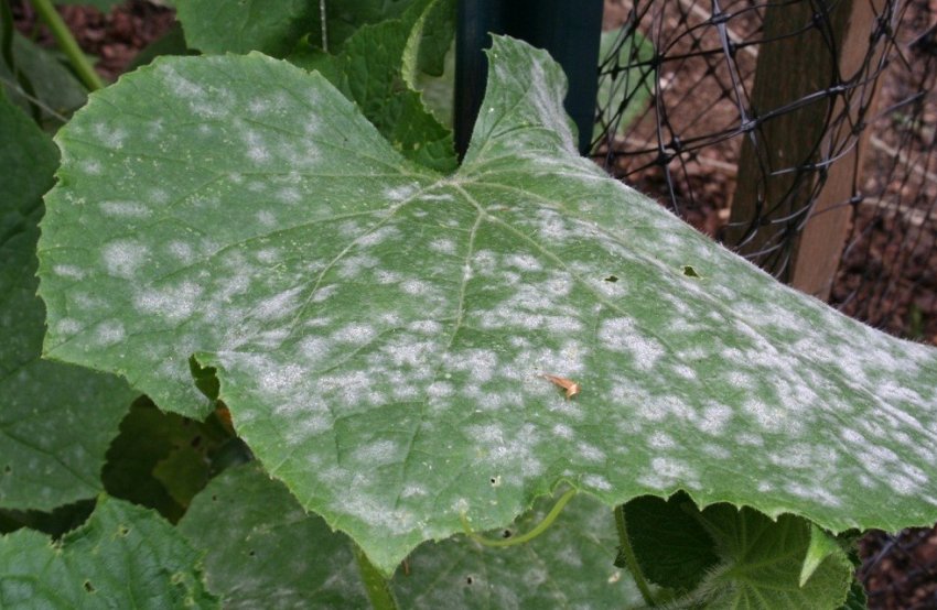 Борошниста роса на листі огірків Борошниста роса на листі огірків