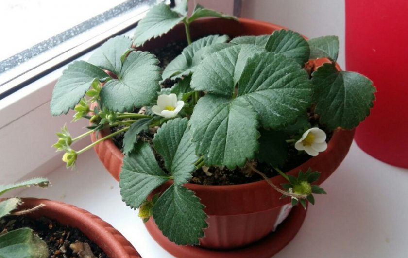 Как выращивать зимой клубнику в домашних условиях?