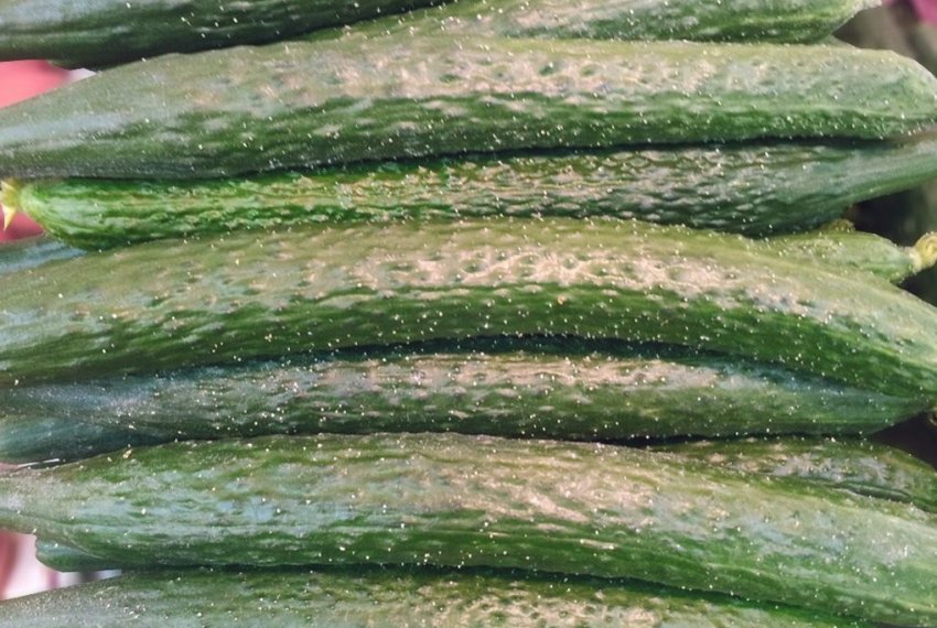 Огірок Китайське чудо Огірок Китайське чудо