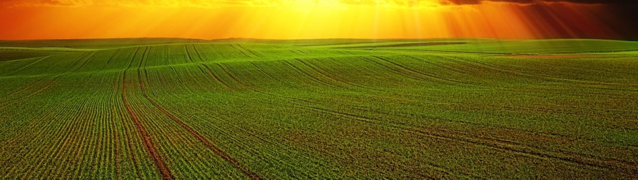 Озимі Хмельницької області не постраждали від випадання снігу в кінці березня