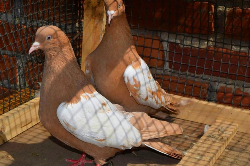 Бакинські бойные голуби Бакинські бойные голуби