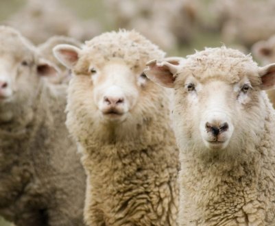 Дагестанські вівчарі мають намір «реанімувати» лезгинское поголів'я