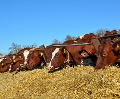 Вологодські тваринники — у глибокому відчаї 