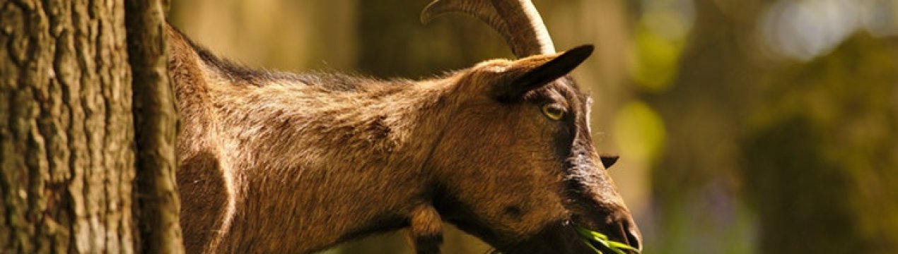 Альпійських кіз вирощують у Кіровоградській області