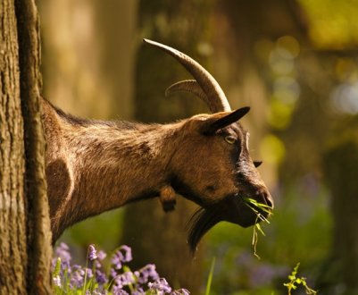 Альпійських кіз вирощують у Кіровоградській області