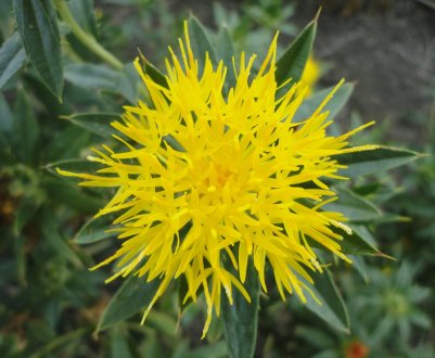 Малопродуктивні землі України врятує сафлор