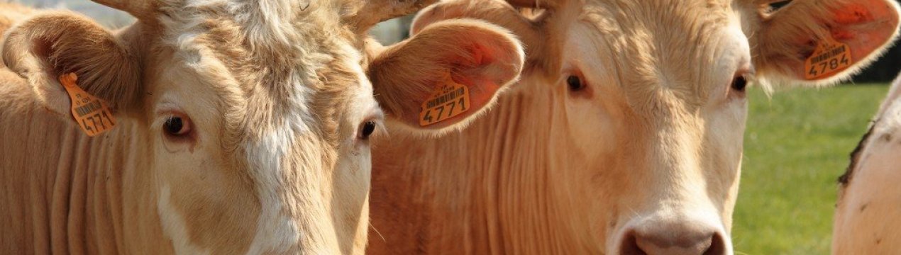 Як в Індії благополуччя корів поставили вище здоров'я жінок