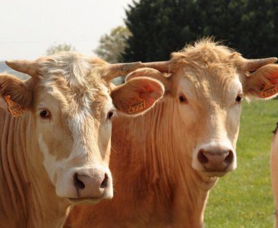 Як в Індії благополуччя корів поставили вище здоров'я жінок