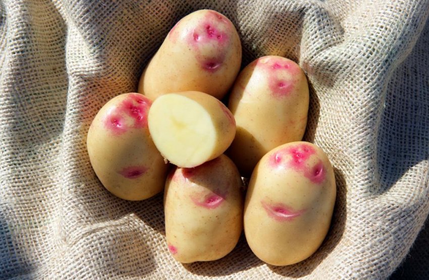 Картоплю Пікассо Картоплю Пікассо