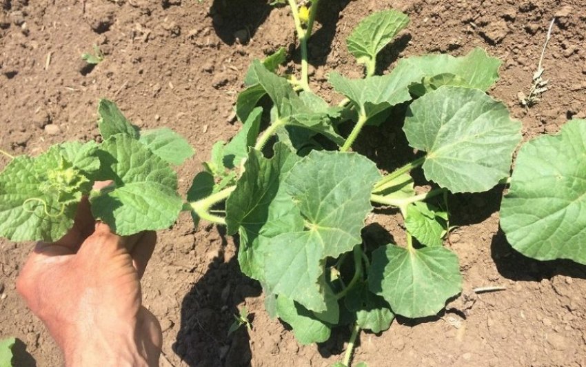 Кущ дині Кущ дині