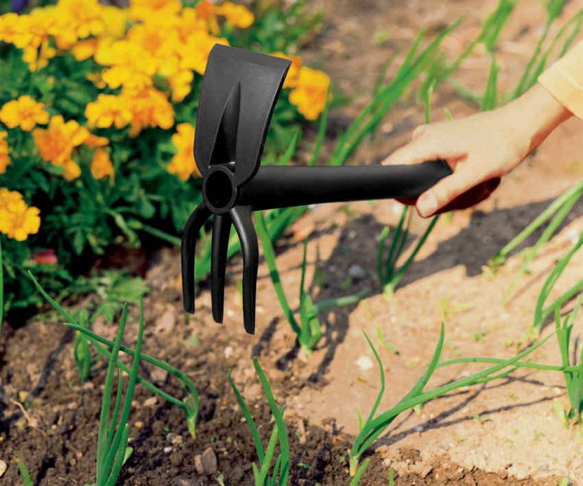 Розпушування грунту і прополка цибулі Розпушування грунту і прополка цибулі