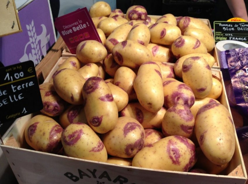 Картопля Синьоока Картопля Синьоока