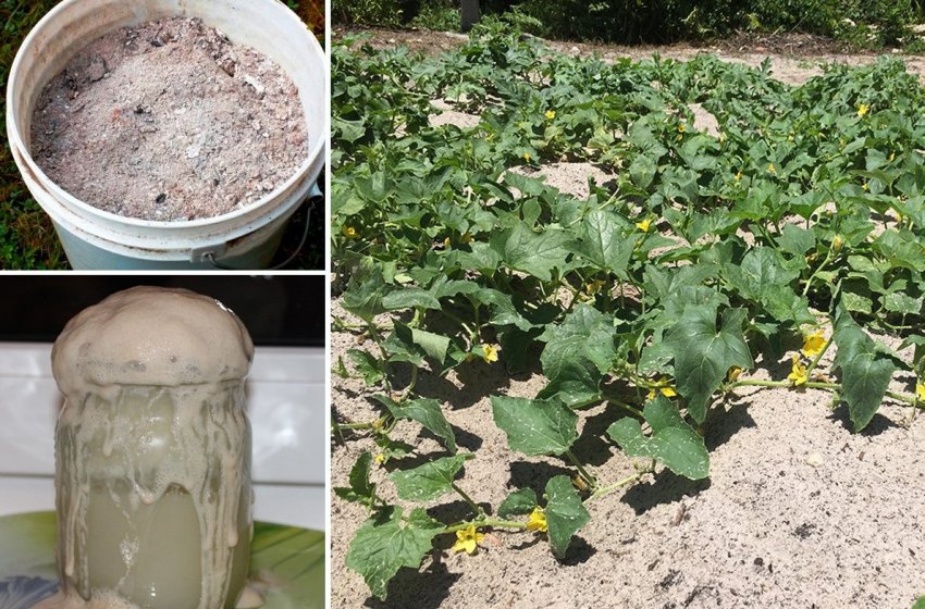 Підживлення дині Підживлення дині