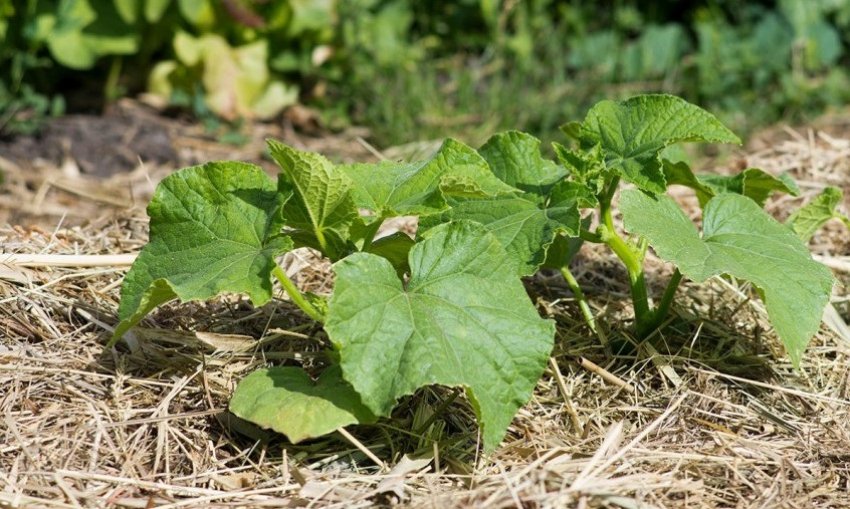Мульчування дині Мульчування дині