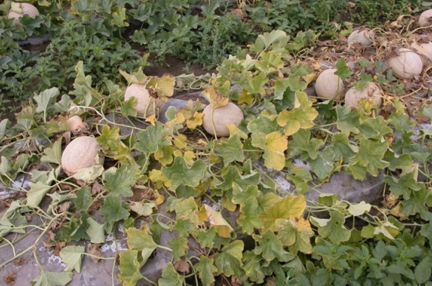 Фузаріозне в'янення дині Фузаріозне в'янення дині