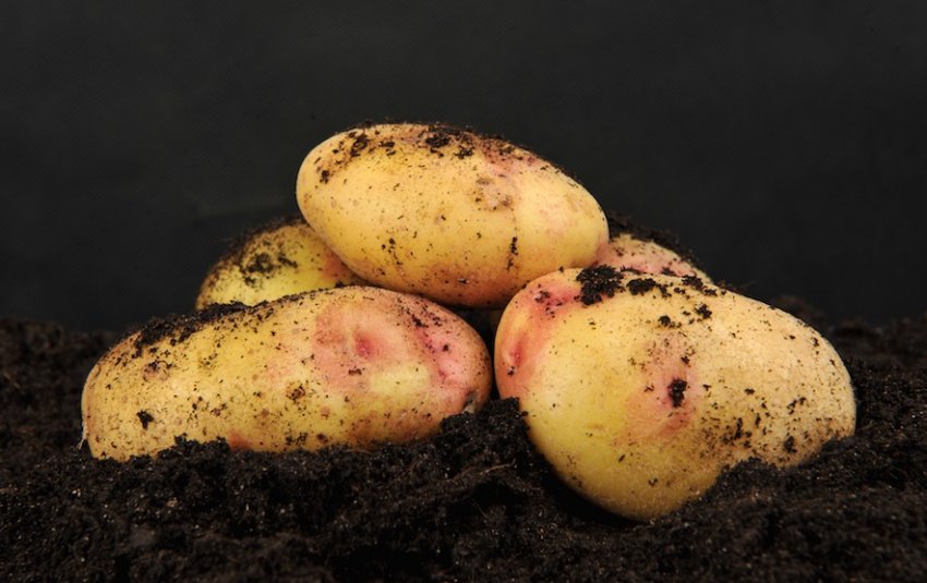 Картопля Бонні Картопля Бонні