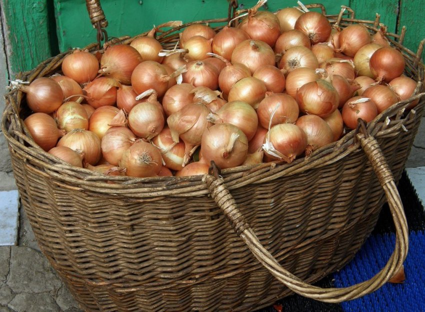 Зберігання врожаю цибулі сорту Альфа Зберігання врожаю цибулі сорту Альфа