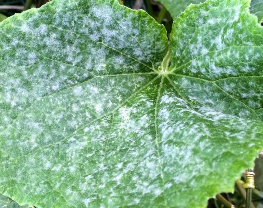 Борошниста роса дині Борошниста роса дині