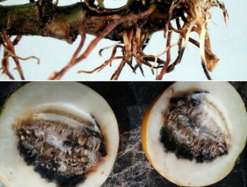 Коренева гниль дині Коренева гниль дині