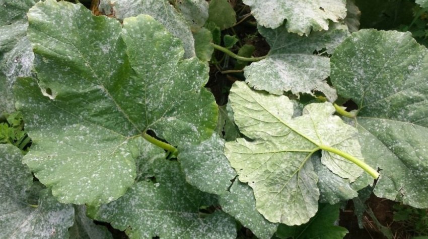 Пероноспороз дині Пероноспороз дині