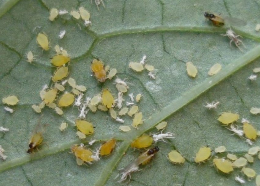 Баштанна попелиця Баштанна попелиця