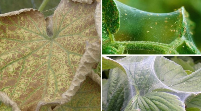 Павутинний кліщ Павутинний кліщ