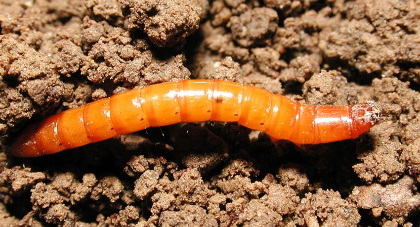 Дротянка Дротянка