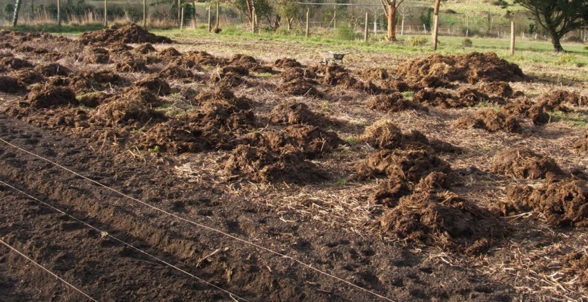 Добриво грядки перед посадкою Добриво грядки перед посадкою