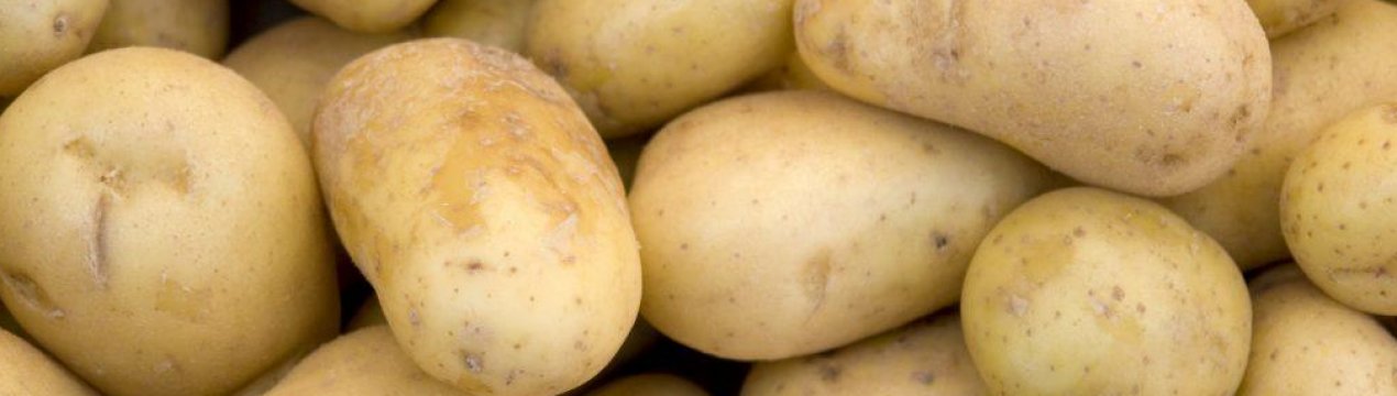 Описание и характеристики сорта картофеля Агата
